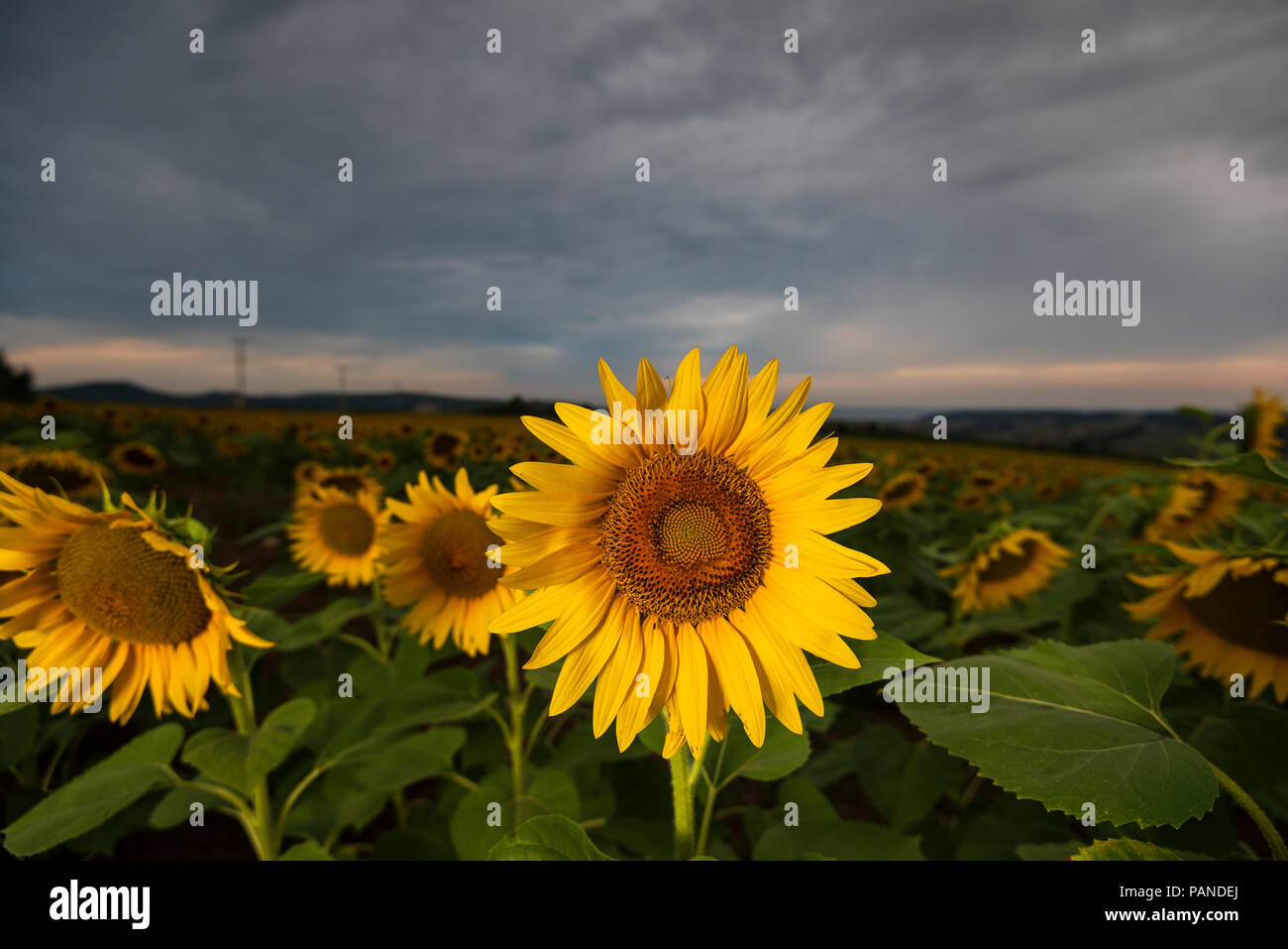 Sunflower, close-up, les champs de tournesols Banque D'Images