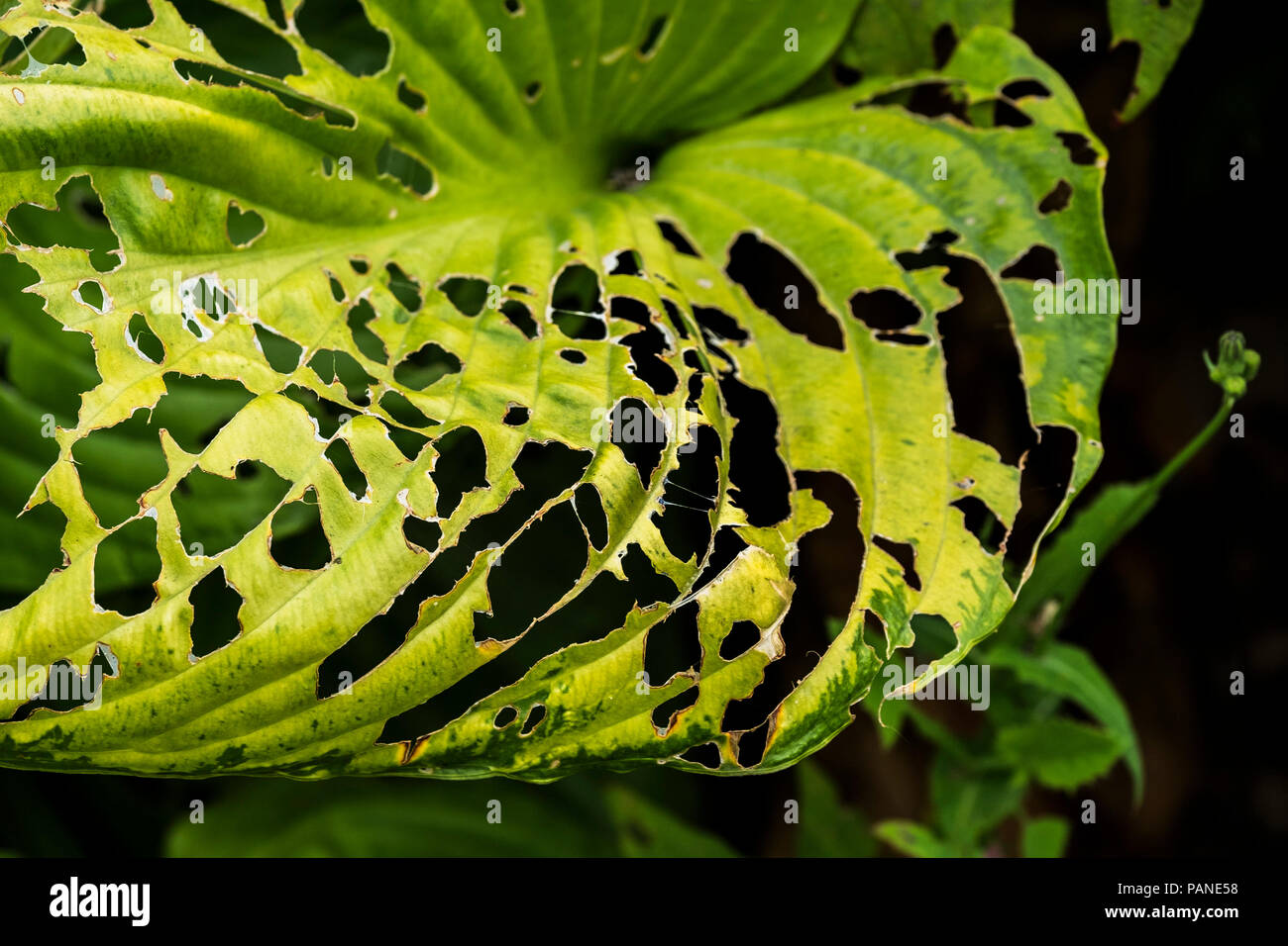 Les dégâts causés par les insectes nuisibles limaces insectes sur la feuille d'un Hosta plante. Banque D'Images