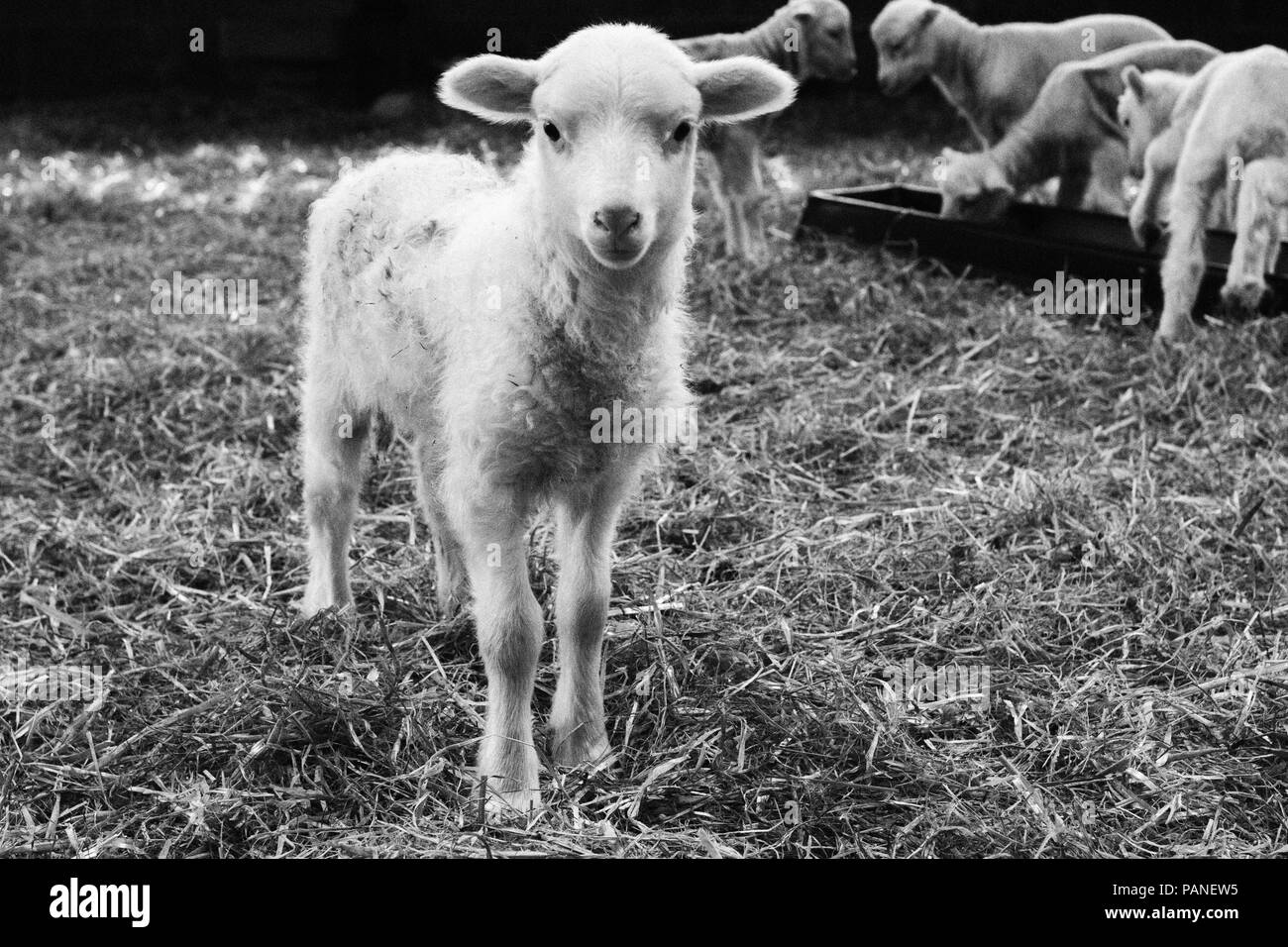 Agneau nouveau-né à Bowmont Farm dans le Dorset Banque D'Images