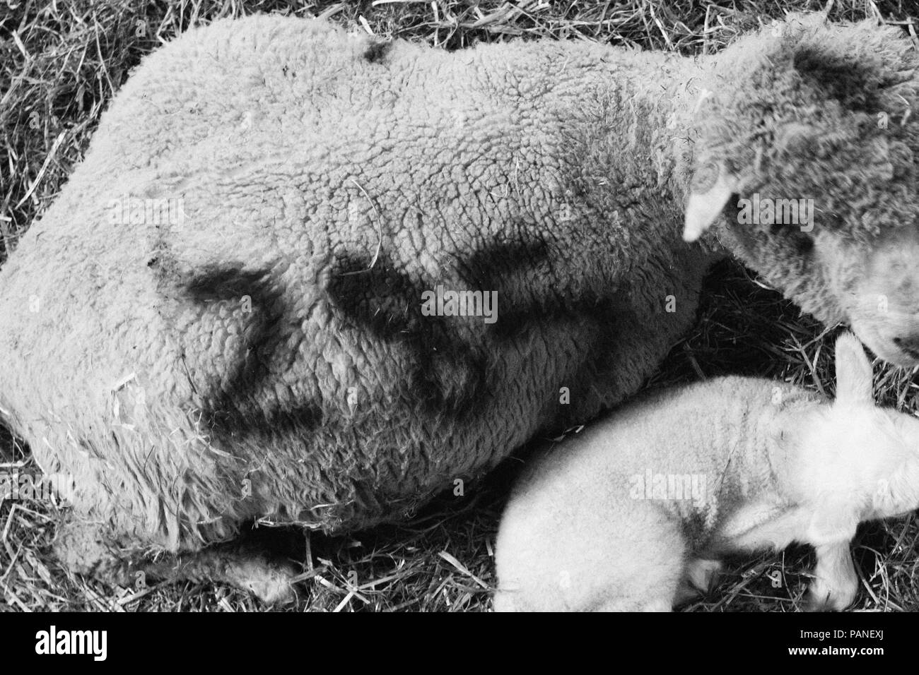 Agneau nouveau-né avec la mère à Bowmont Farm dans le Dorset Banque D'Images