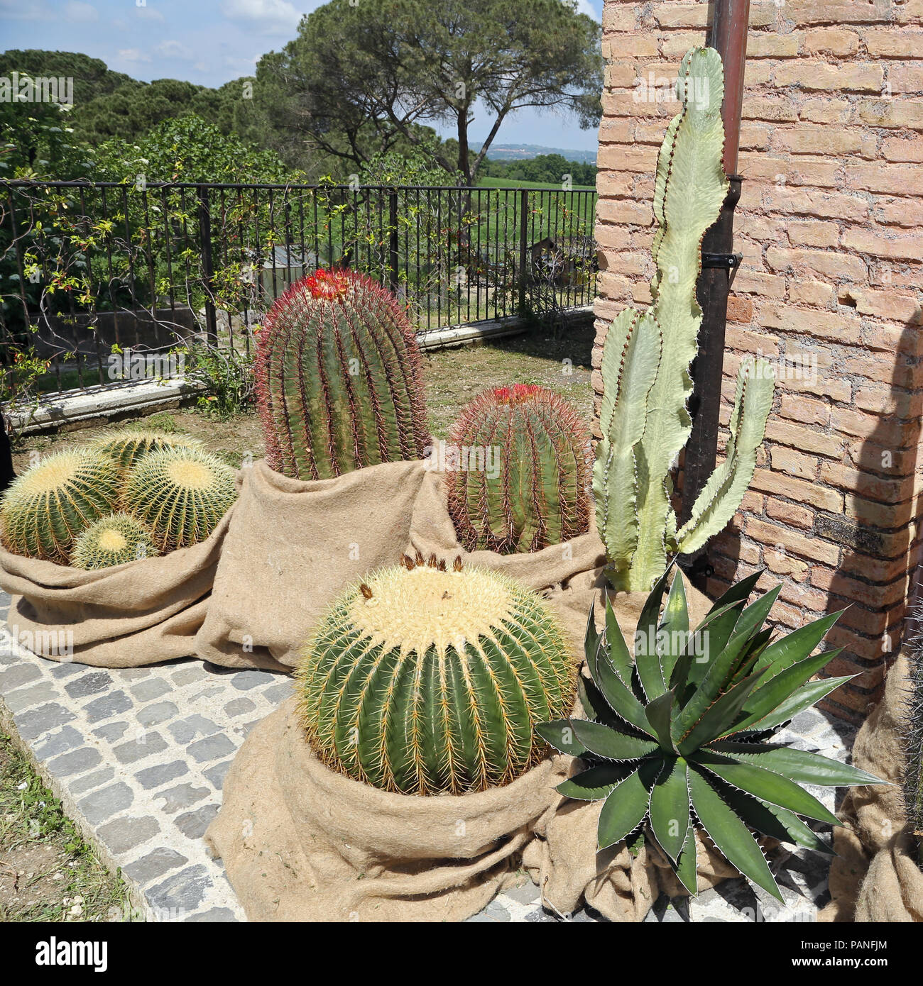 Cactus boule d'or Banque D'Images