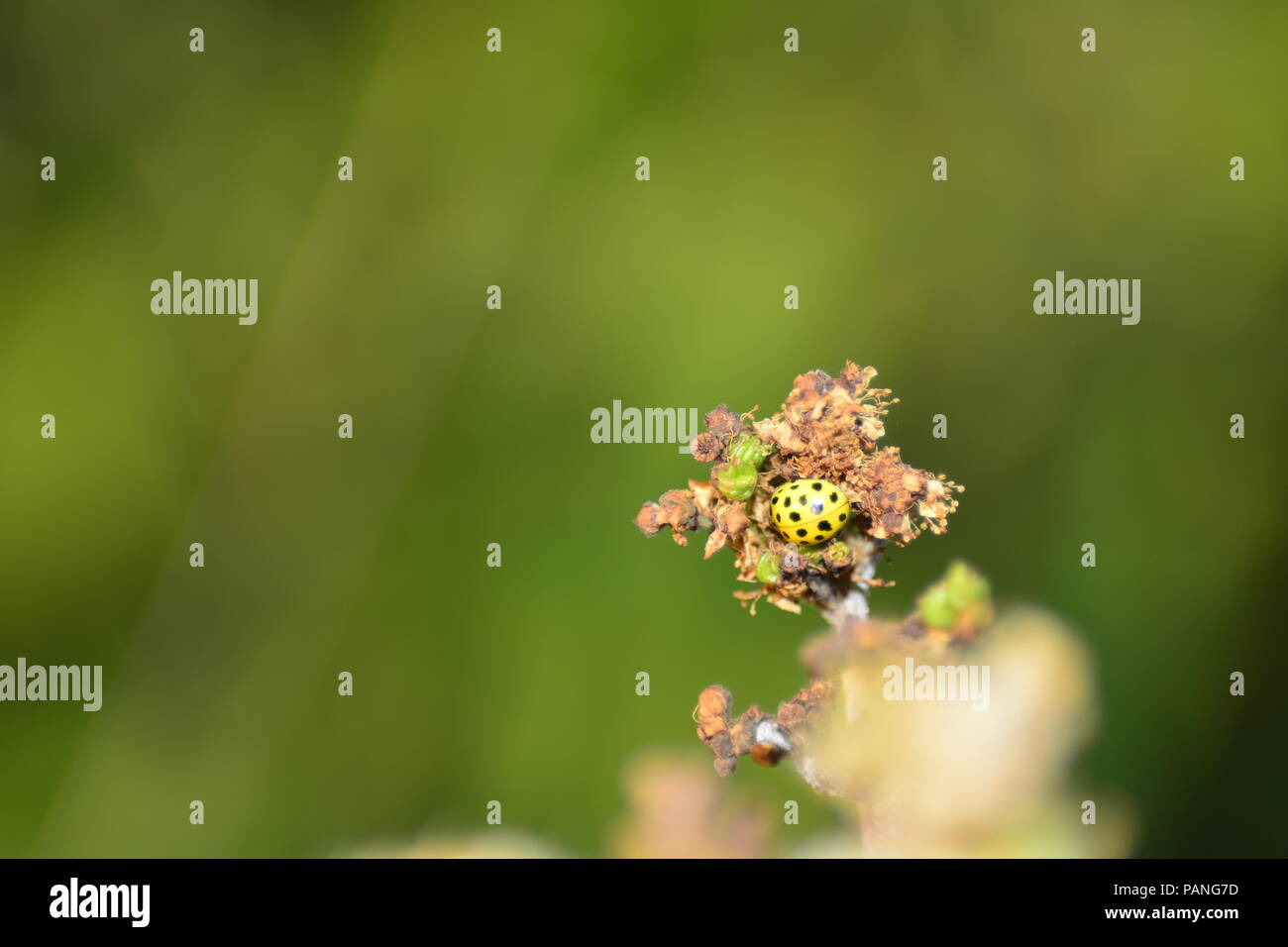 Coccinelle jaune avec des points noirs sur la plante dans la nature verte Banque D'Images