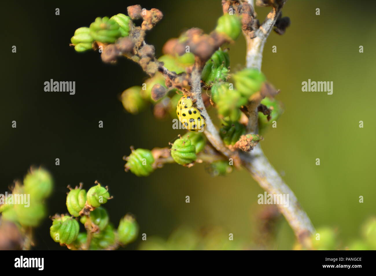 Coccinelle jaune avec des points noirs sur la plante dans la nature verte Banque D'Images