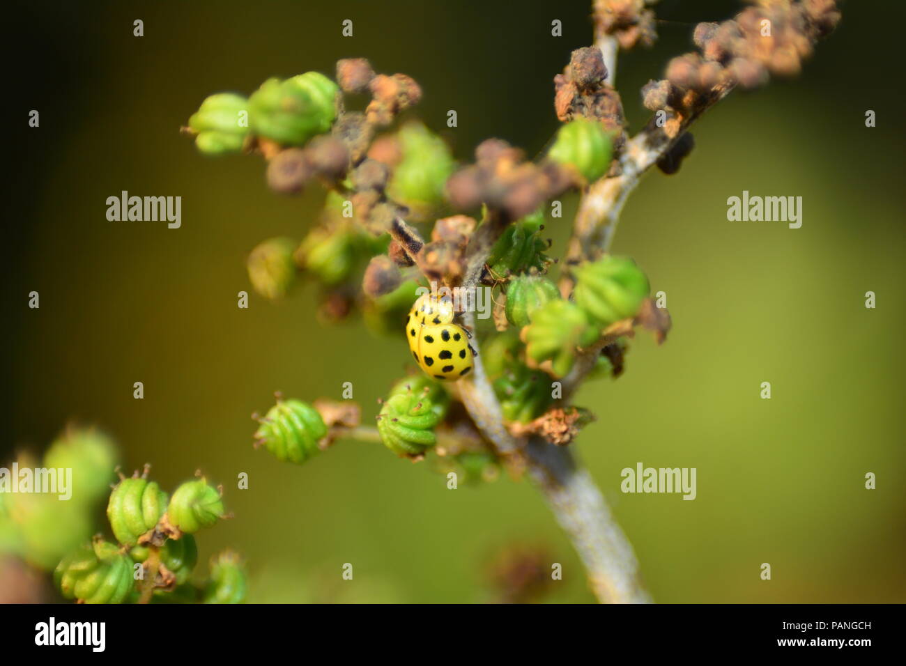 Coccinelle jaune avec des points noirs sur la plante dans la nature verte Banque D'Images