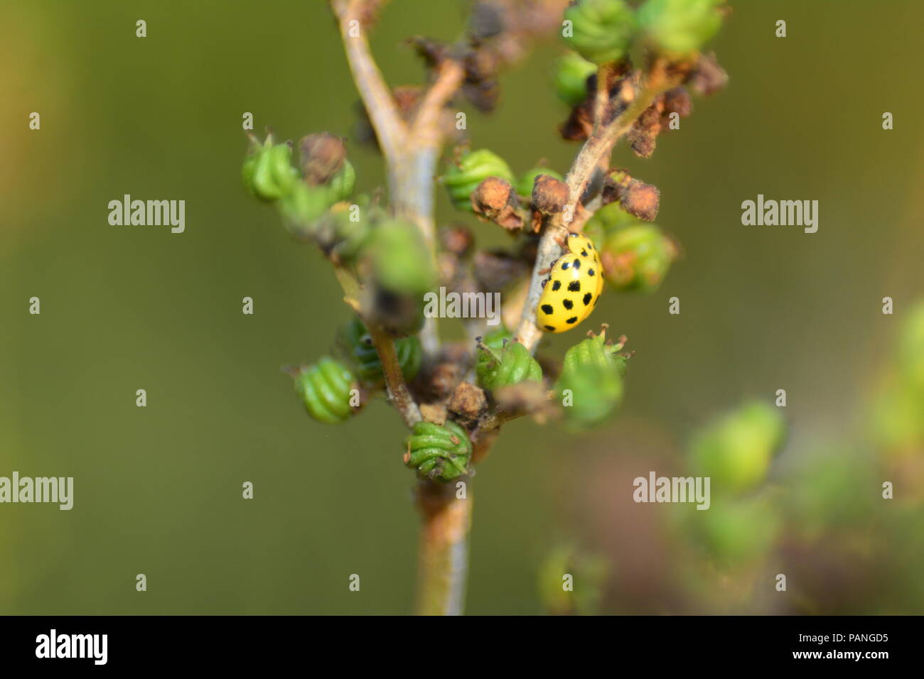 Coccinelle jaune avec des points noirs sur la plante dans la nature verte Banque D'Images