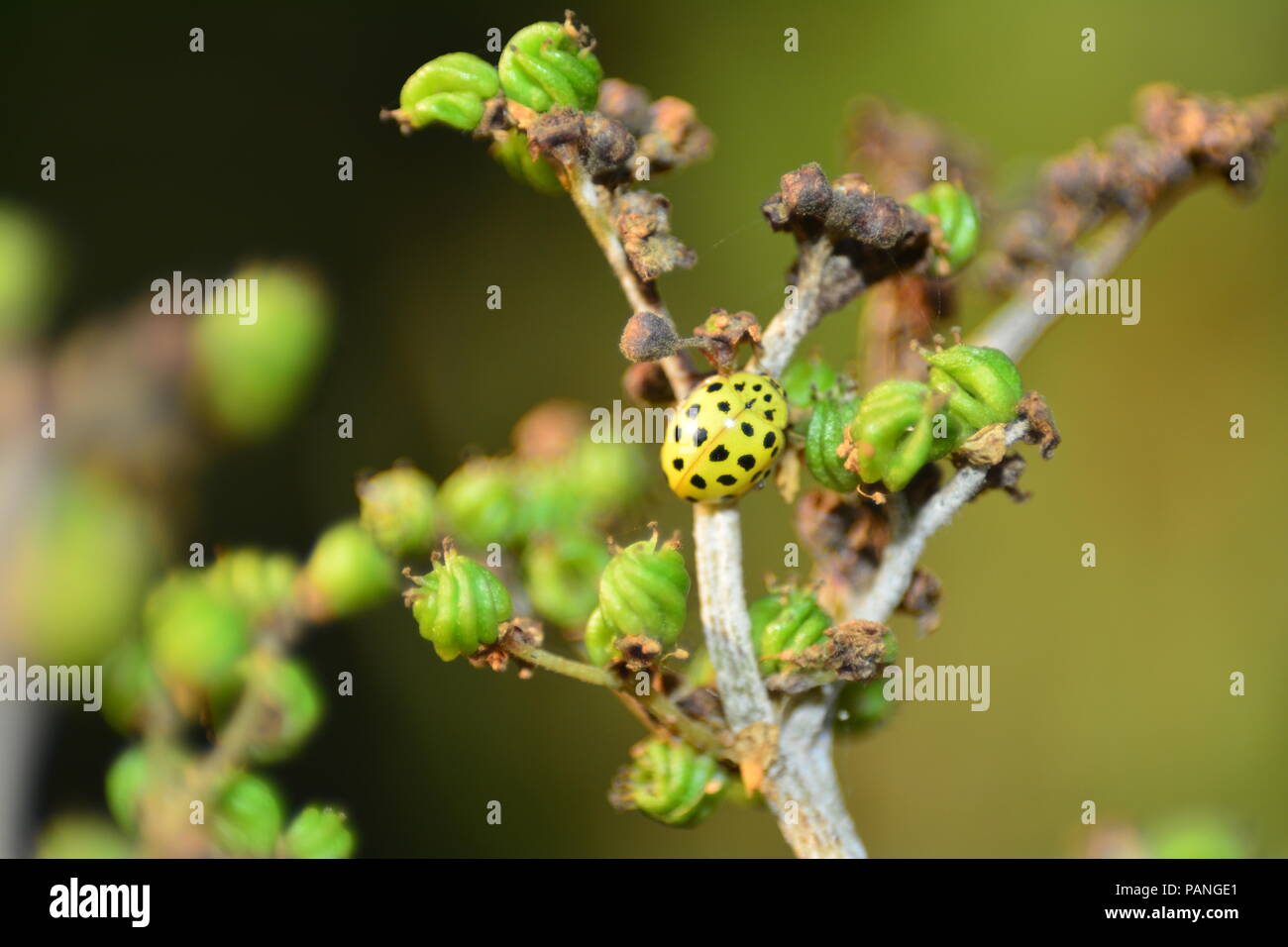 Coccinelle jaune avec des points noirs sur la plante dans la nature verte Banque D'Images