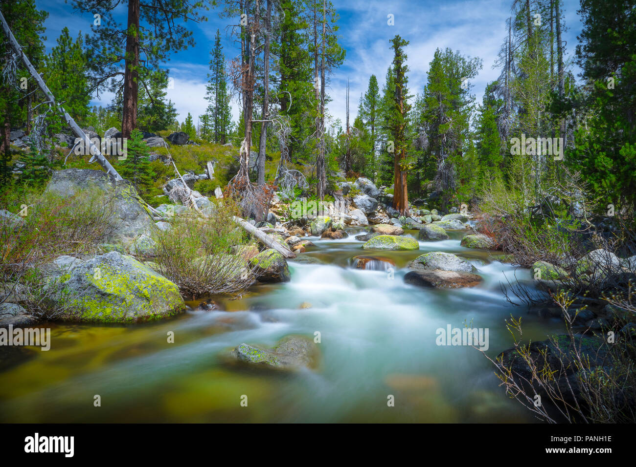 Beau paysage d'eau courante à Yosemite Creek, dans la forêt le long de Tioga Pass (Route 120) - Yosemite National Park Banque D'Images