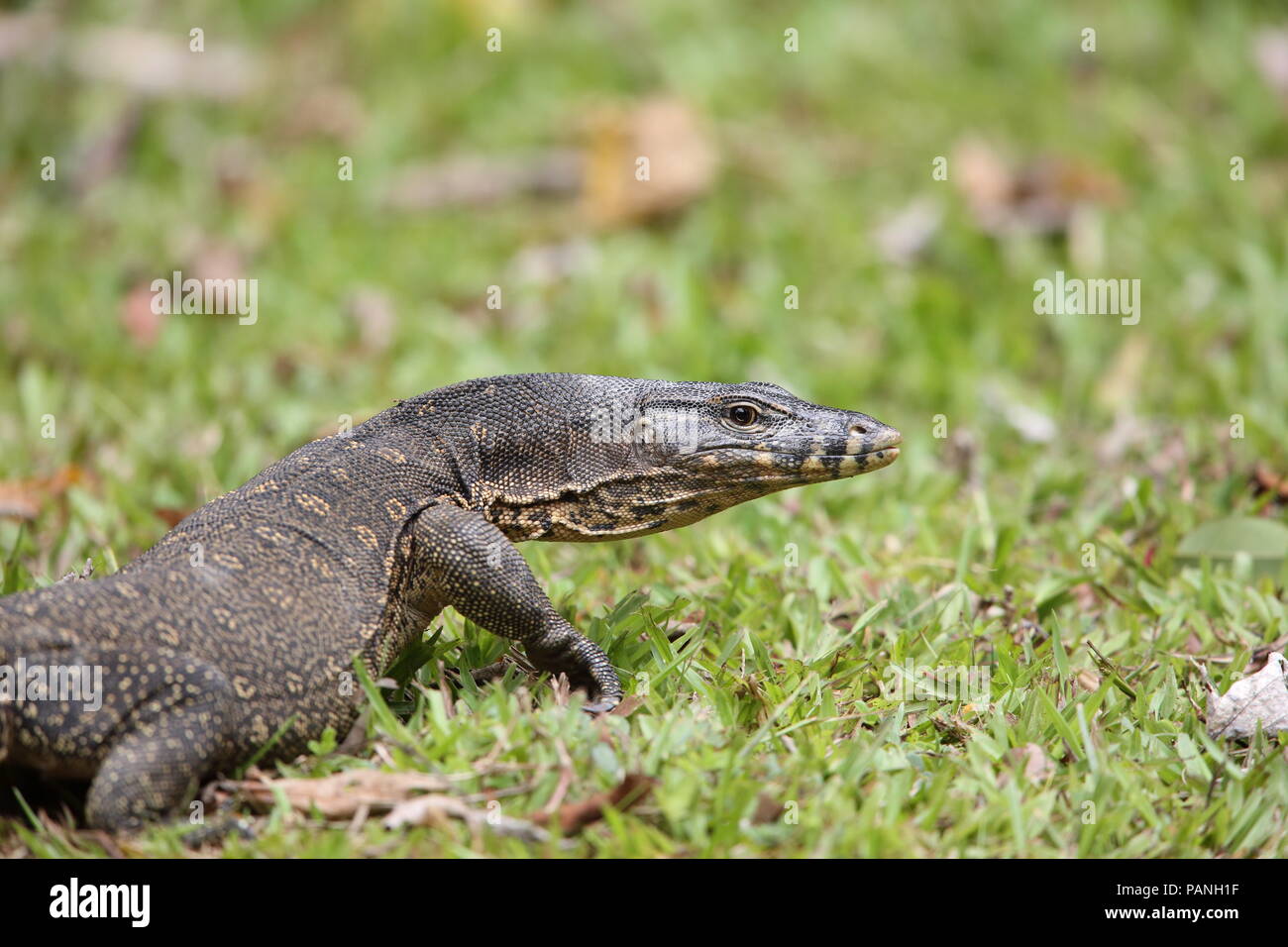 Contrôle de l'eau commune (Varanus salvator) macromaculatus au Sabah, Bornéo, Malaisie Banque D'Images