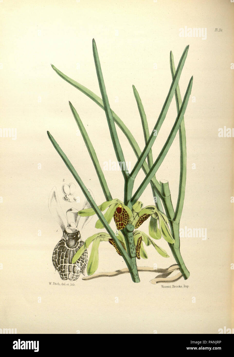 Un deuxième siècle de orchidaceous plants (PL 174) Banque D'Images