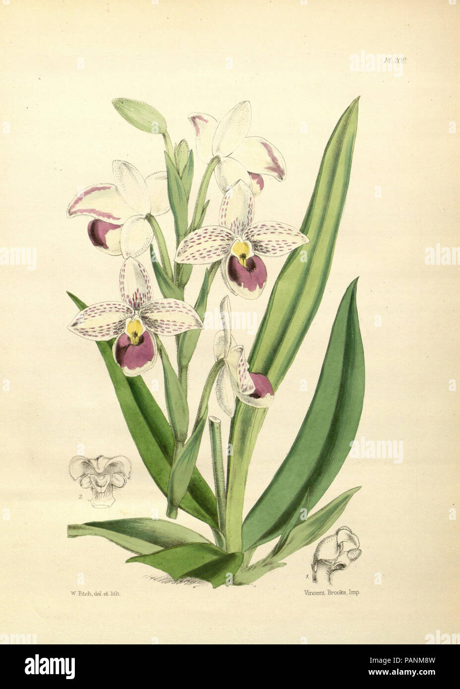 Un deuxième siècle de orchidaceous plants (PL 200) Banque D'Images