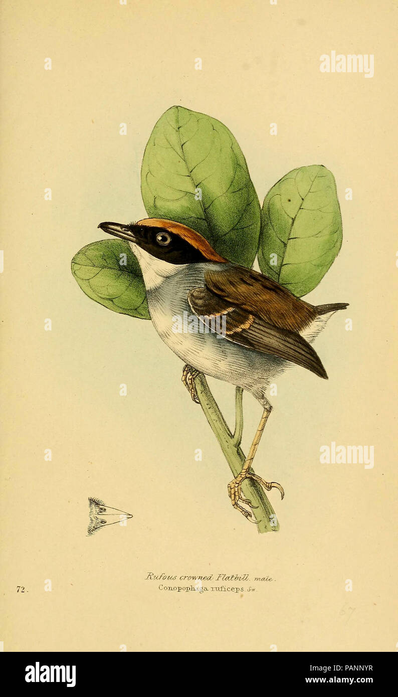 Une sélection des oiseaux du Brésil et du Mexique : les dessins Londres:H.G. Bohn, 1841. Banque D'Images