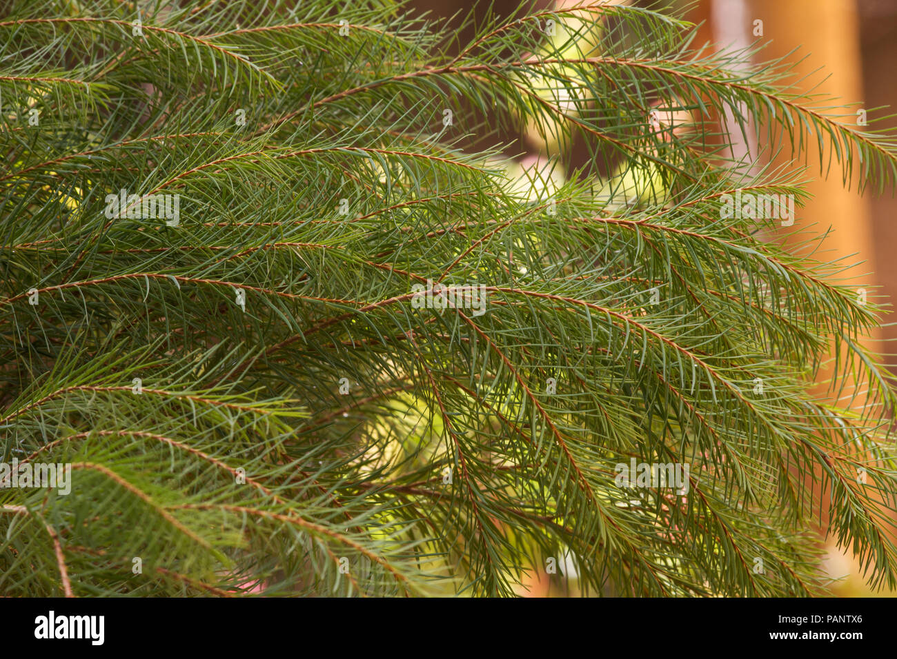 Melaleuca alternifolia arbre Banque D'Images