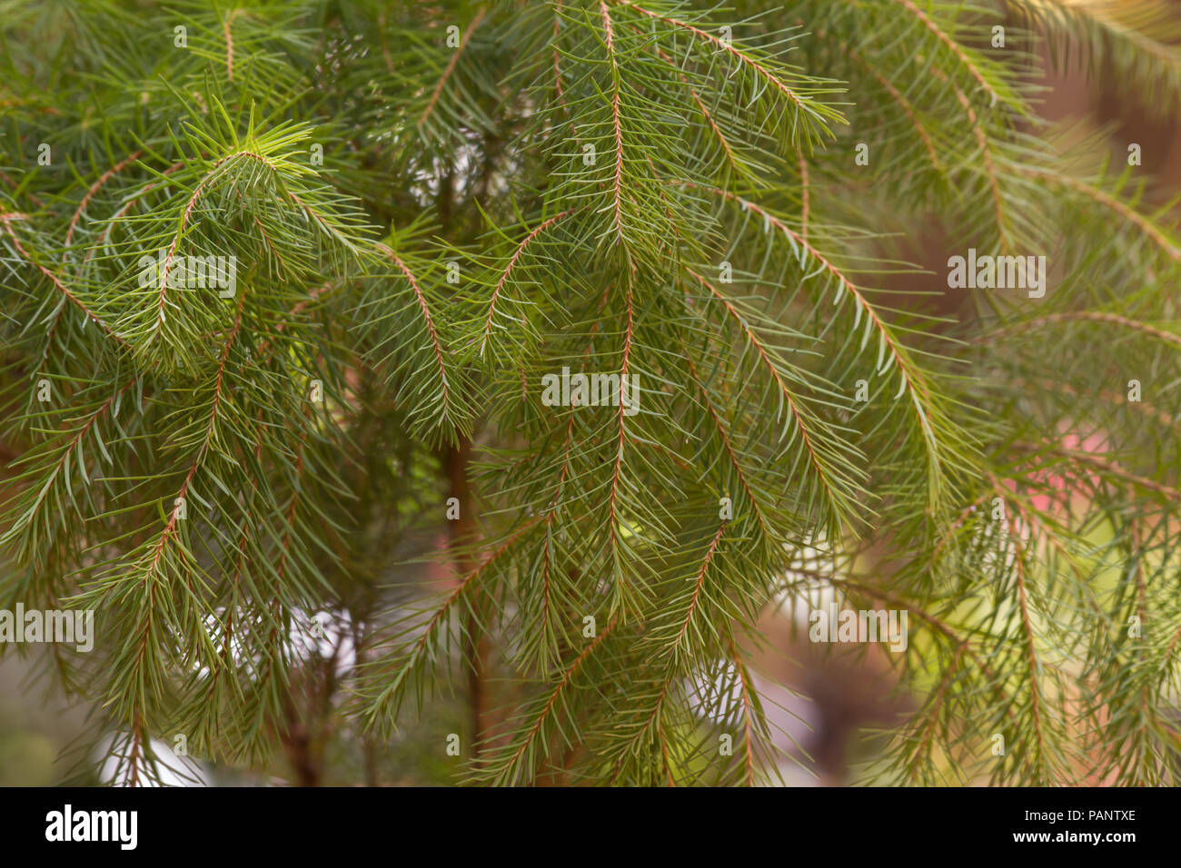 Melaleuca alternifolia arbre Banque D'Images