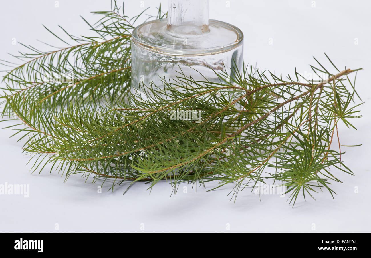 Melaleuca alternifolia huile essentielle et laisse Banque D'Images