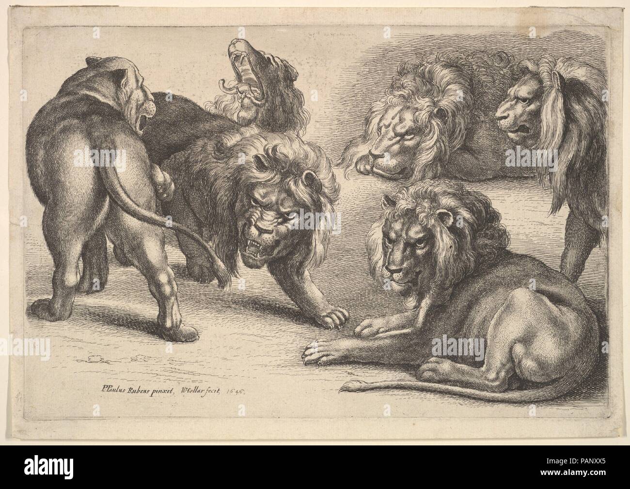 Cinq Lions et une lionne. Artiste : Après Peter Paul Rubens (Siegen, flamand 1577-1640 Anvers). Dimensions : Plateau : 5 1/2 x 8 1/8 in. (14 × 20,6 cm) : Feuille 6 in. × 8 1/2 in. (15,2 × 21,6 cm). Graveur : Wenceslaus Hollar (Bohème, Prague 1607-1677 Londres). Series/portefeuille : chiens de chasse, de l'équipement de chasse et de jeu. Date : 1646. Six lions dans diverses poses, d'après Rubens. Musée : Metropolitan Museum of Art, New York, USA. Banque D'Images