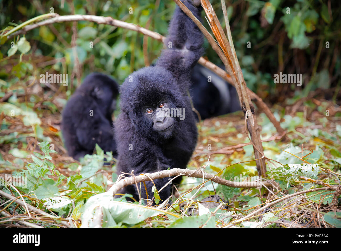 Afrique, République démocratique du Congo, les jeunes gorilles de montagne jouant dans la jungle Banque D'Images