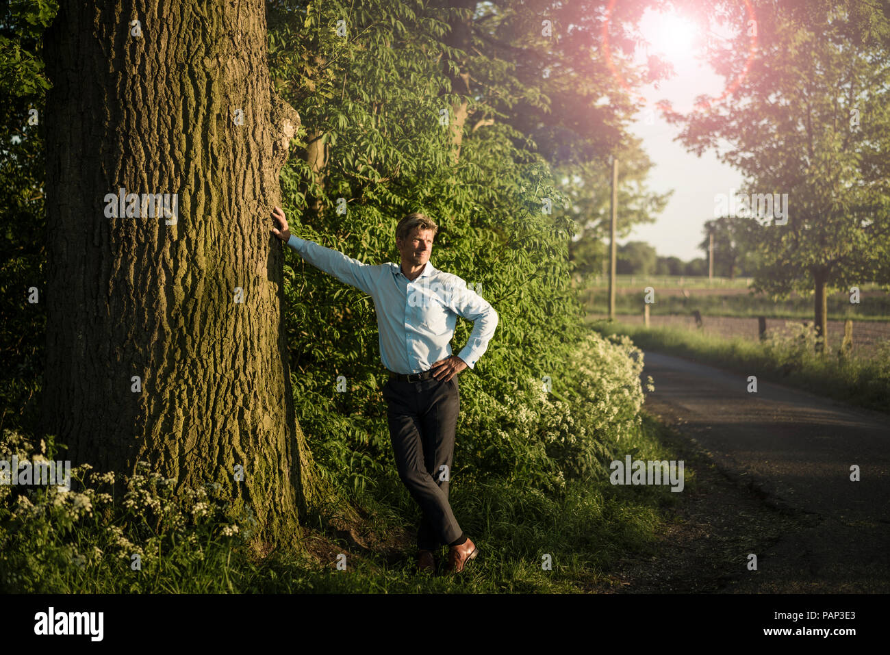 Businessman standing on tree Banque D'Images Businessman standing on tree Banque D'Images