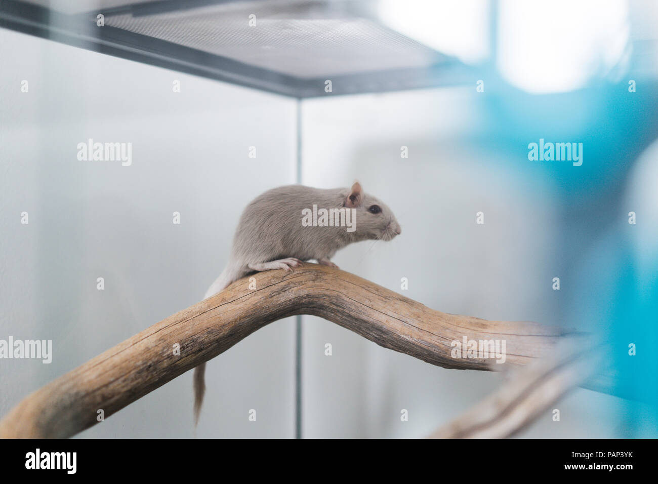 Gris souris en terrarium Banque D'Images