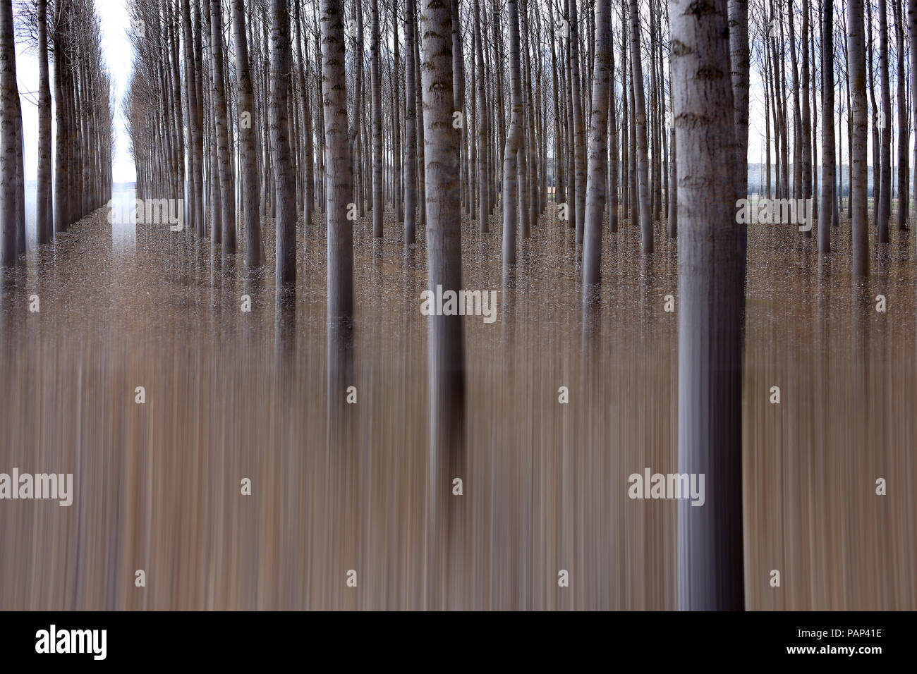 L'Espagne, Castilla y Leon, Province de Zamora, Reserva Natural de Lagunas de Villafafila, rangée d'arbres Banque D'Images