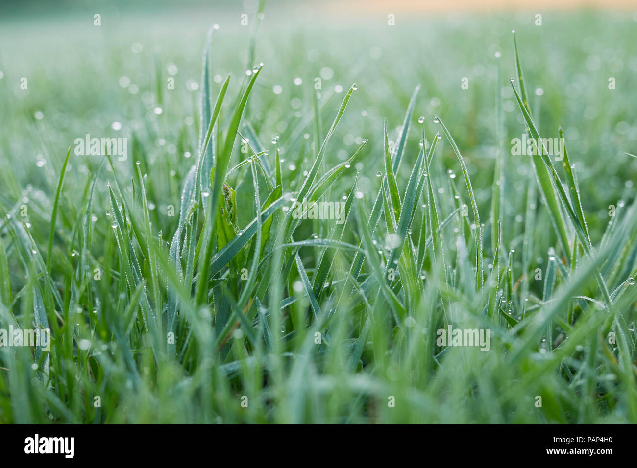 La rosée du matin sur l'herbe Banque D'Images