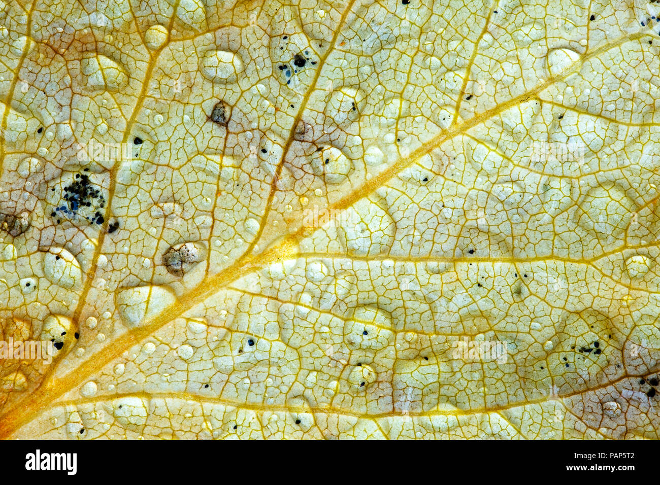 Détail de gouttes de pluie sur feuille d'automne Banque D'Images