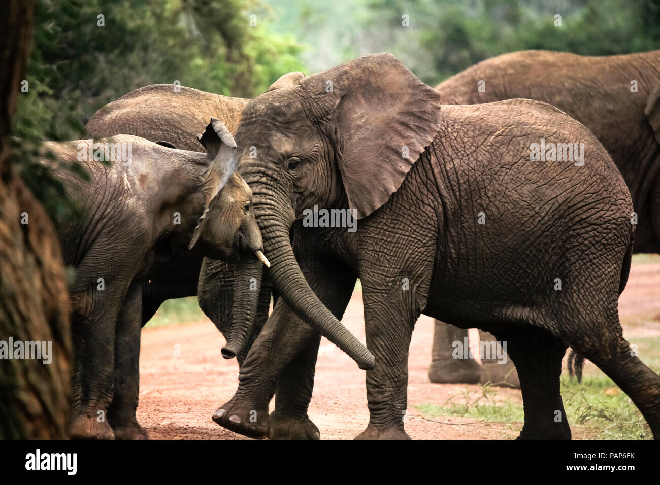 L'Ouganda, le Parc National de Kigezi, les jeunes éléphants jouer ensemble Banque D'Images