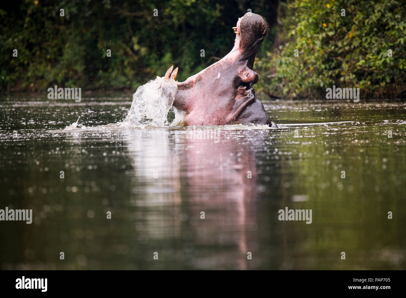 L'Ouganda, le lac Victoria, d'hippopotame dans le lac avec la bouche ouverte Banque D'Images