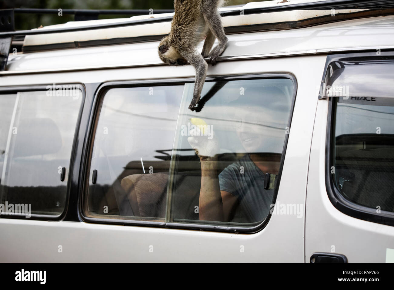 L'Ouganda, le Queen Elisabeth National Park, curieux et un singe climing sur véhicule hors route Banque D'Images