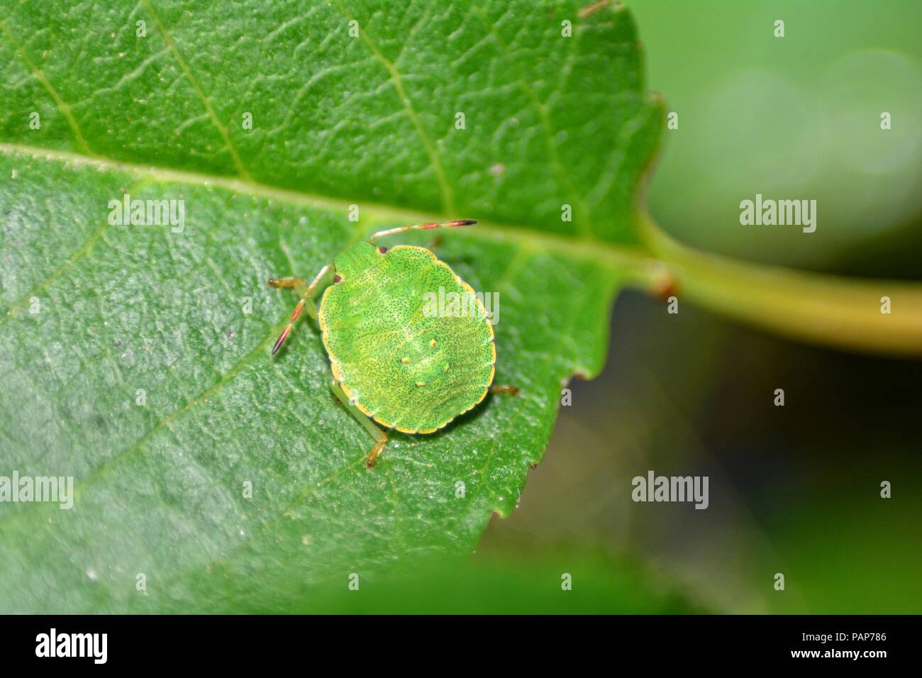 Nymphe d'un green stink bug ( Palomena prasina ) sur feuille verte dans la nature Banque D'Images