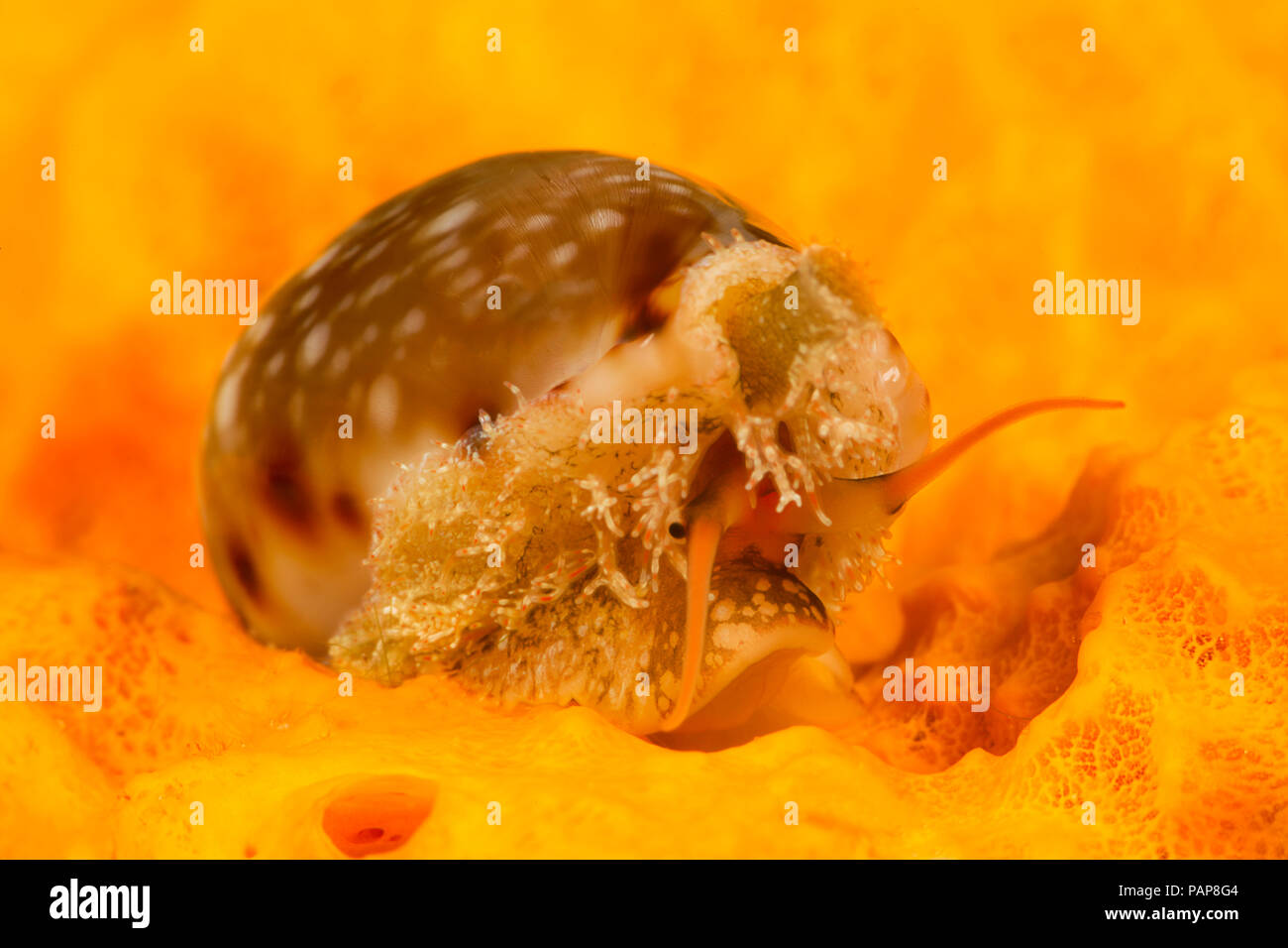 Bordée d'une lèvre à l'labrolineata cauris, Cypraea, se déplaçant à travers la surface d'une éponge encroûtantes, Yap, Micronésie. Banque D'Images