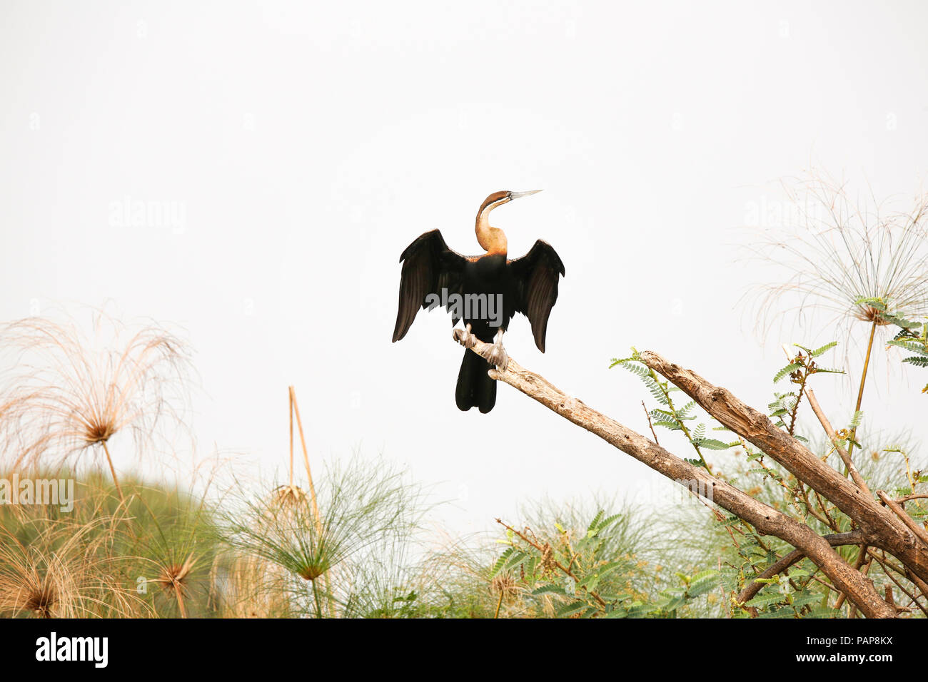 L'Ouganda, le Parc National de Kigezi, dard africain perching on branch Banque D'Images