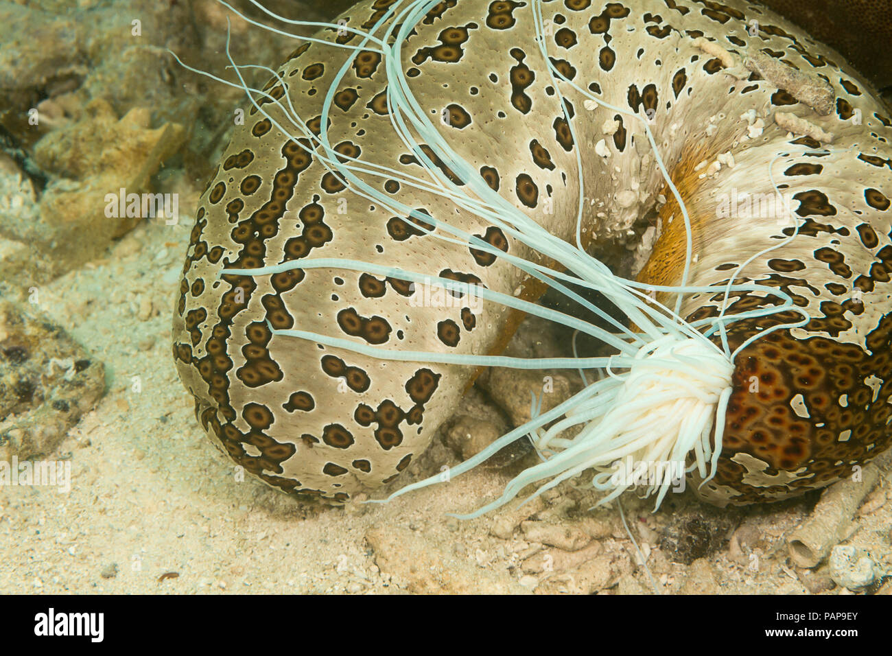 Le concombre de mer, Bohadschia argus, illustrée ici, a éjecté une partie d'Cuvierian itÕs organes internes appelés tubules. Ces collants significativement st Banque D'Images
