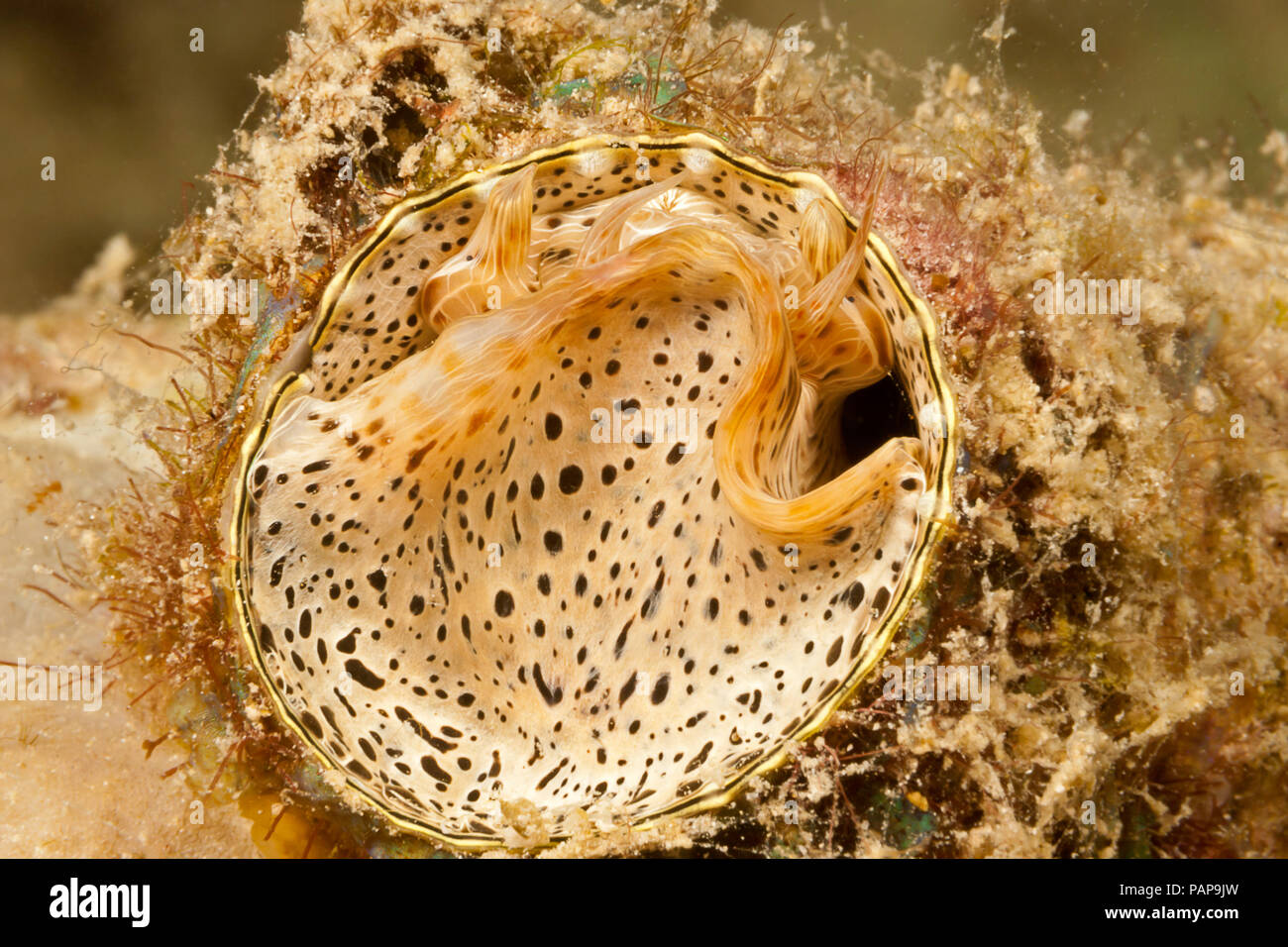 Le ver escargot, Serpulorbis grandis, vit dans un tube réservoir qui n'est pas mobile, en Malaisie. Banque D'Images