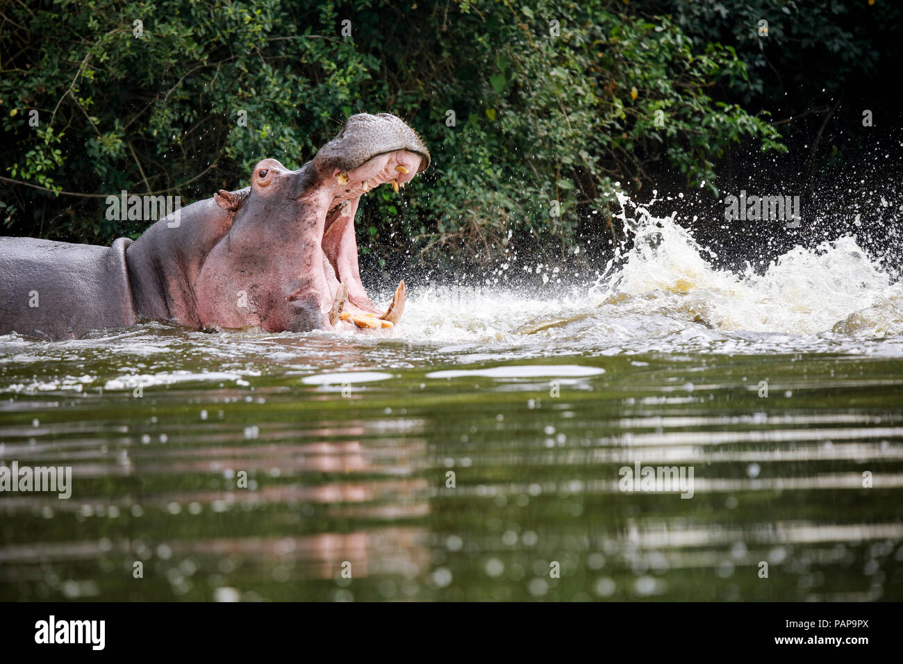 L'Ouganda, le lac Victoria, d'hippopotame dans le lac avec la bouche ouverte Banque D'Images