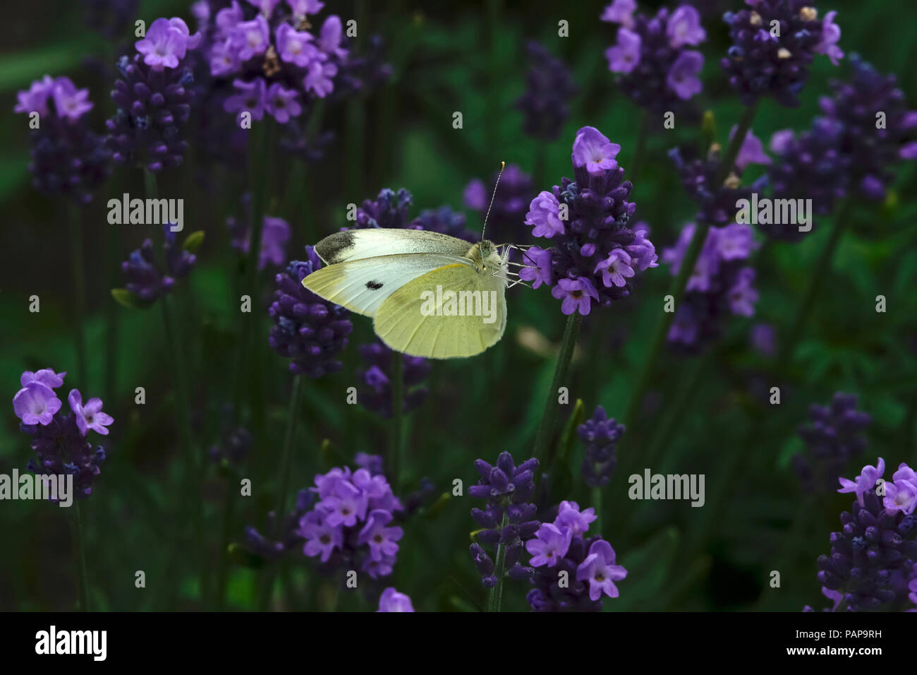 Papillon sur le chou fleur violet Banque D'Images