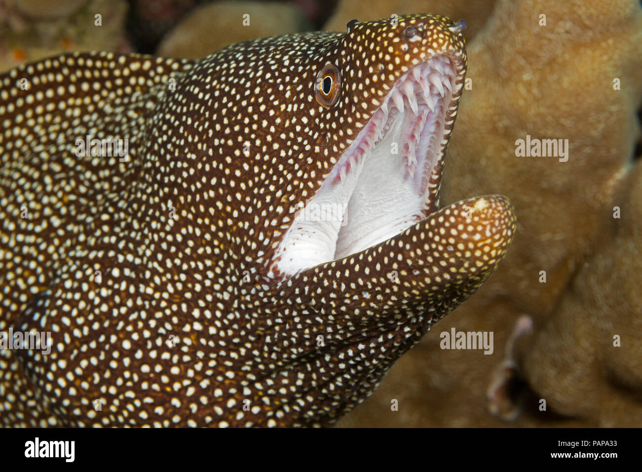 Un regard étroit à l'embouchure d'une rivière Whitemouth, murène Gymnothorax meleagris, montrant les dents dans la mâchoire supérieure pour la tenue de proie, Hawaii. Banque D'Images