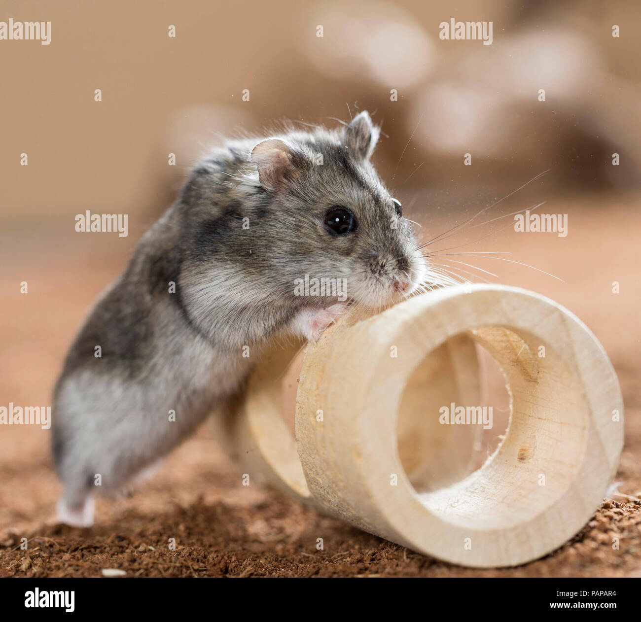 Hamster Djungarian (Phodopus sungorus). Des profils à côté d'un jouet en bois. Allemagne Banque D'Images