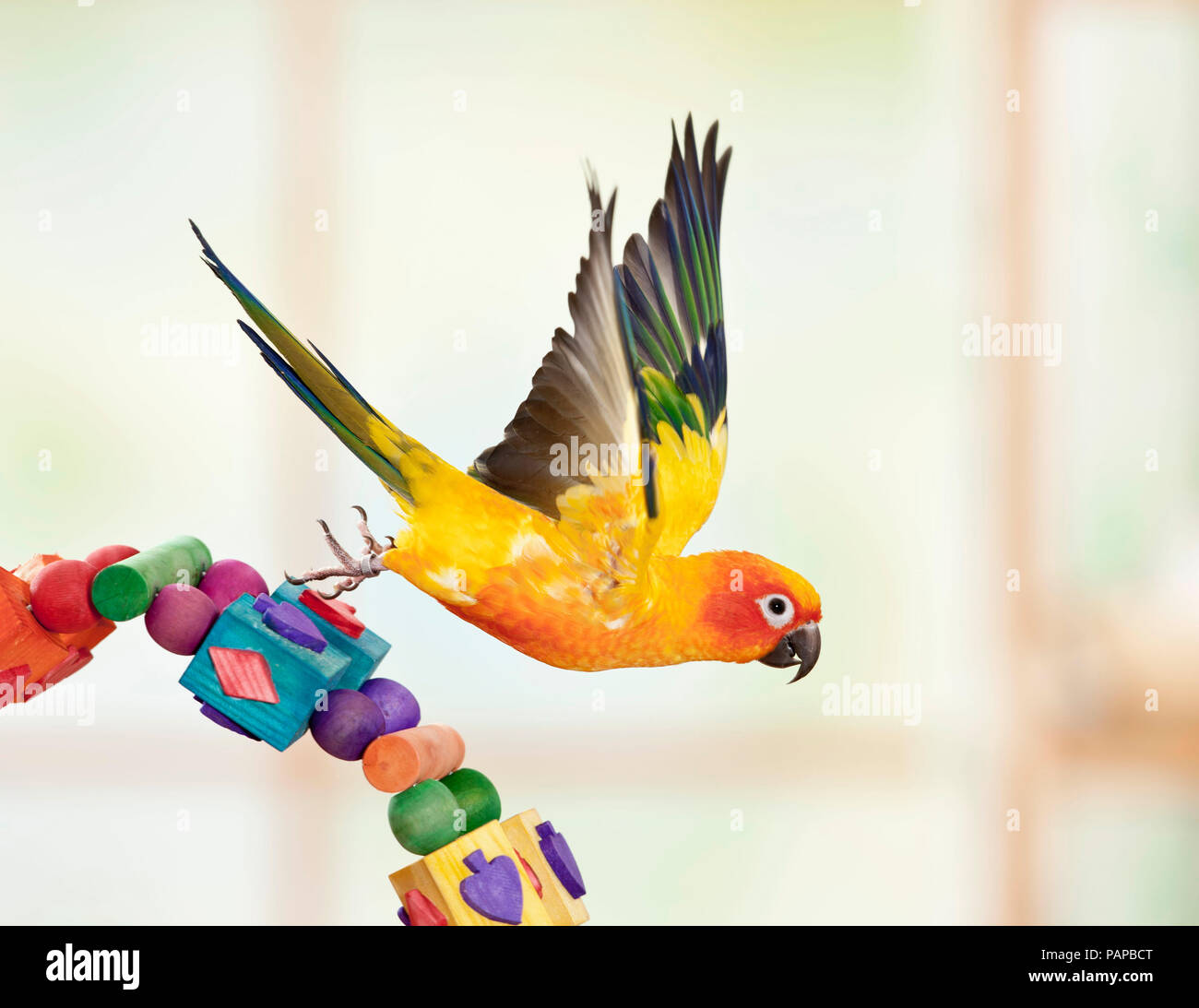 Conure soleil (Aratinga solstitialis). Le décollage d'adultes à partir d'un jouet multicolore, studio photo. Allemagne Banque D'Images