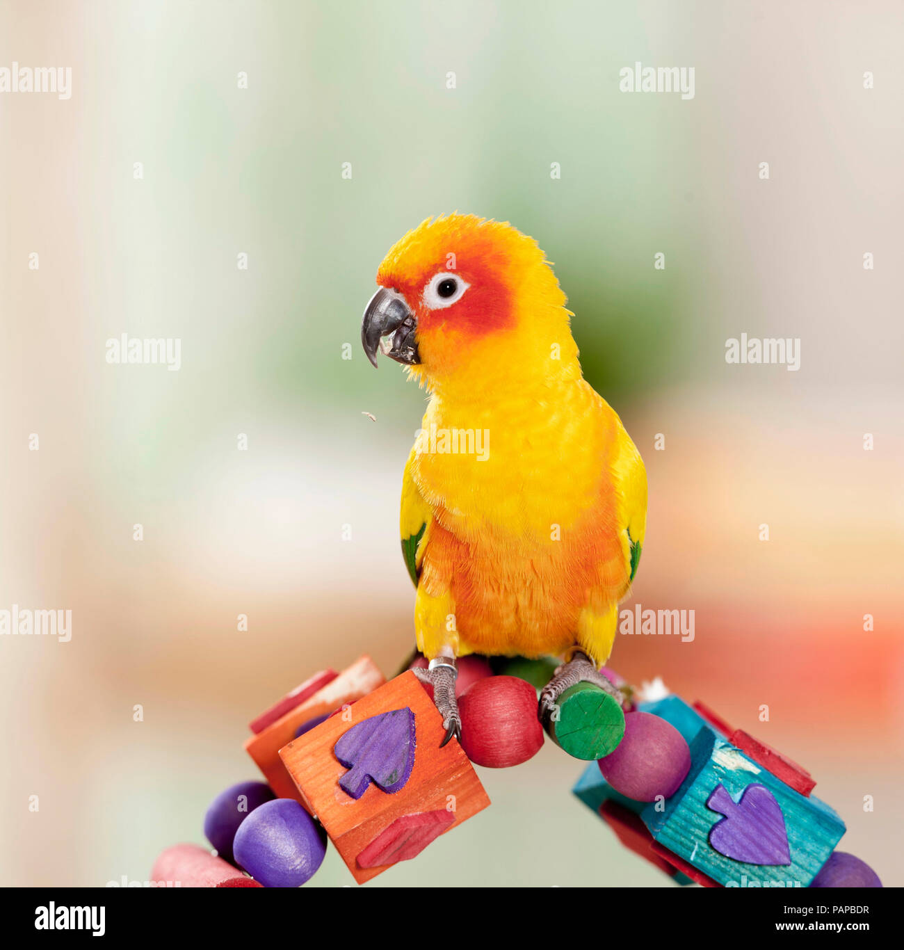 Conure soleil (Aratinga solstitialis). Des profils debout sur un jouet multicolore, studio photo. Allemagne Banque D'Images