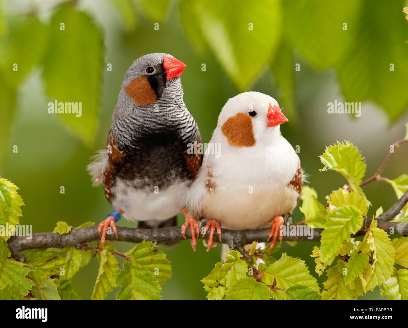 Diamant mandarin (Taeniopygia guttata). Deux oiseaux posés sur une branche. Allemagne Banque D'Images