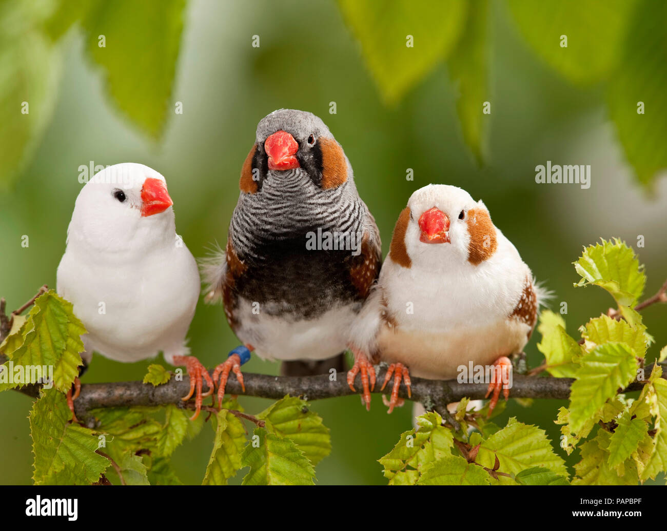 Diamant mandarin (Taeniopygia guttata). Trois oiseaux adultes perché sur une branche. Allemagne Banque D'Images