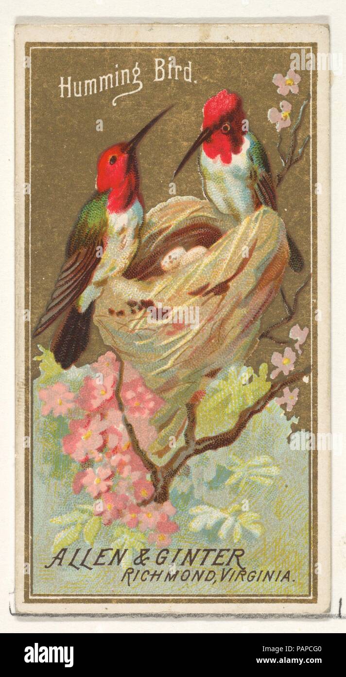 Hummingbird, à partir de la série Les oiseaux d'Amérique (N4) pour les marques de cigarettes Allen & Ginter. Fiche Technique : Dimensions : 2 3/4 x 1 1/2 in. (7 x 3,8 cm). Editeur : Publié par Allen & Ginter (Américain, Richmond, Virginie). Date : 1888. Les cartes commerciales de la 'Oiseaux d'Amérique" (N4), publiée en 1888 dans une série de 50 cartes pour promouvoir Allen & Ginter Cigarettes d'une marque. Musée : Metropolitan Museum of Art, New York, USA. Banque D'Images