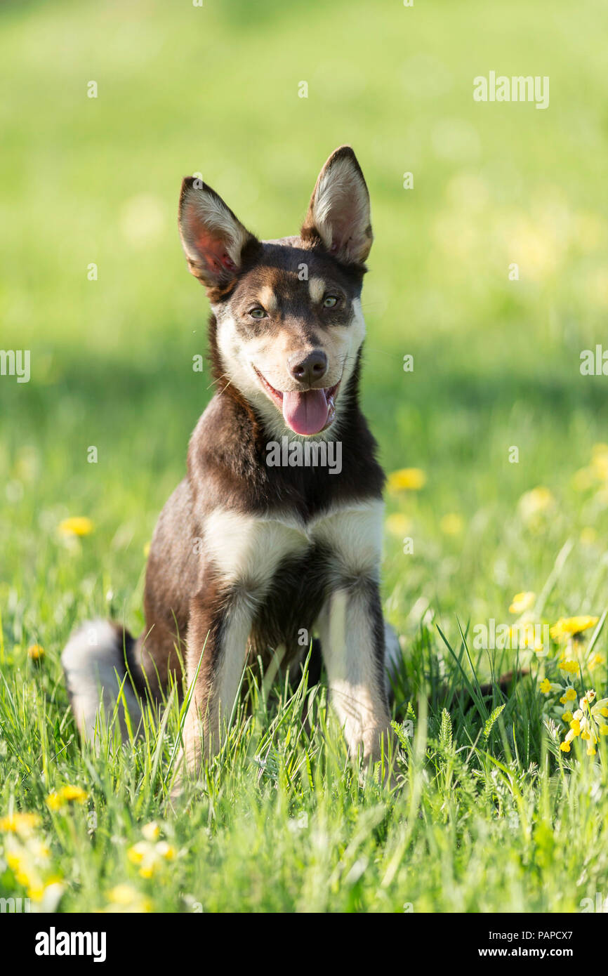 Australian Kelpie de travail. Chien juvénile assis dans une prairie en fleurs. L'Allemagne. Banque D'Images