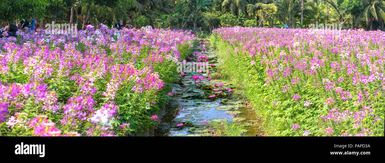 Fleurs de lis de l'eau avec de belles fleurs violettes sous l'étang, au-dessus sont les araignées roses pourpres, Cleome marguerites blanc jardin de fleurs lumineux Banque D'Images