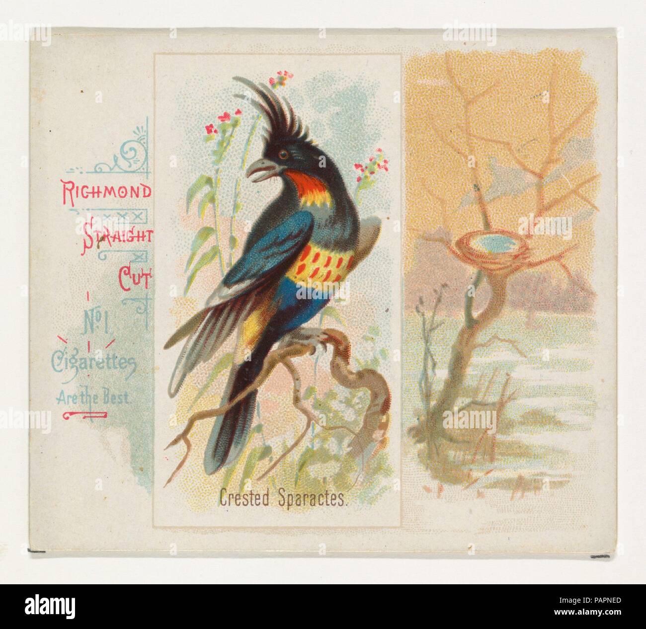 Sparactes à crête, du chant des oiseaux de la série mondiale (N42) pour Allen & Ginter Cigarettes. Fiche Technique : Dimensions : 2 7/8 x 3 1/4 in. (7,3 x 8,3 cm). Lithographe : George S. Harris & Sons (Américain, Philadelphie). Editeur : Publié par Allen & Ginter (Américain, Richmond, Virginie). Date : 1890. Les grandes cartes de la 'chant oiseaux du monde" (N42), publié en 1890 dans un jeu de 50 cartes pour promouvoir Allen & Ginter cigarettes d'une marque. Série N42 reproduit les cartes à partir de la N23 dans un format plus grand. Musée : Metropolitan Museum of Art, New York, USA. Banque D'Images