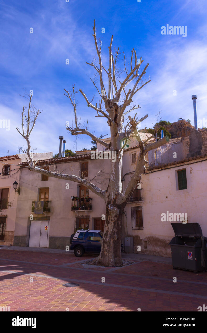 Platanus acerifolia, arbre de Londres, Oria, Vallée d'Almanzora, province d'Almeria,Andalucía, Espagne Banque D'Images