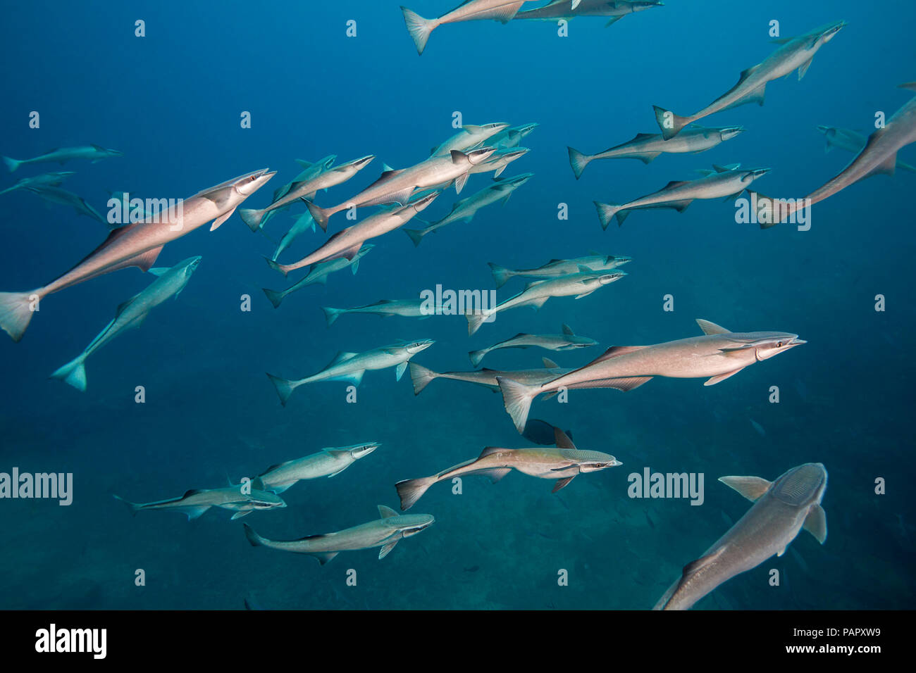 Le remora ou shark sucker, Echeneis naucrates, attache aux requins et autres grands vie pour une promenade gratuite et à l'alimentation sur les bribes de leur proie Banque D'Images