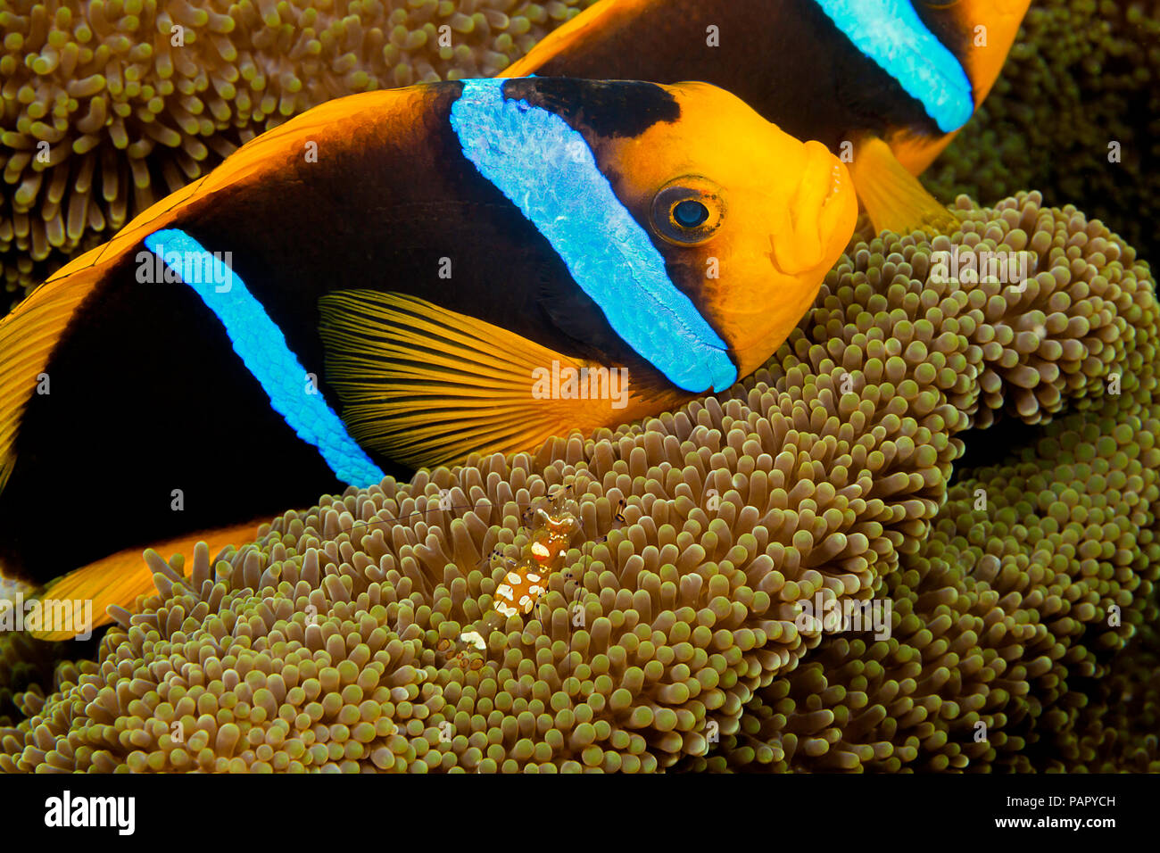 Poisson clown de Clark, Amphiprion clarkii, partageant une anémone avec un commensal, crevettes Periclimenes venustus, au large de l'île de Yap, Micronésie. Banque D'Images