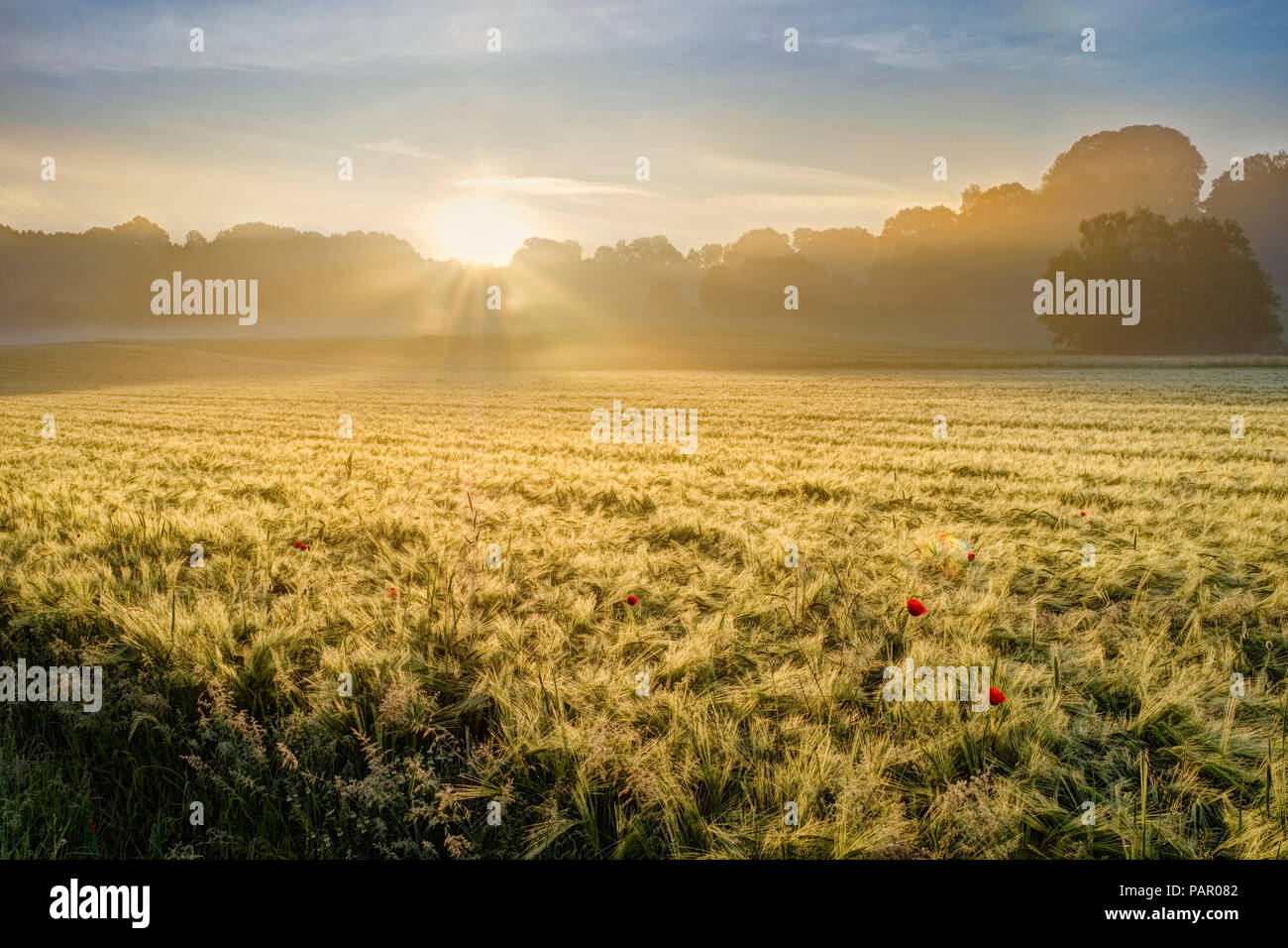 Allemagne, Bavière, souabe, Tussenhausen, champ de grain et le brouillard du matin au lever du soleil, Augsbourg Western Woods Nature Park Banque D'Images