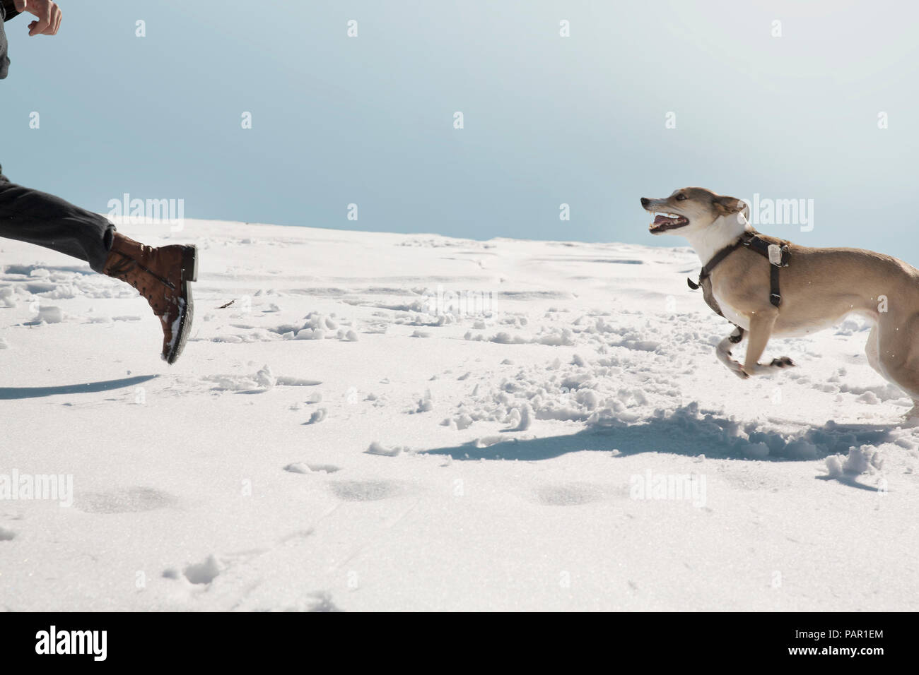 Man Playing with dog en hiver, la course dans la neige Banque D'Images